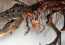 Pesquisadores encontram dente de tiranossauro cravado em crânio de animal