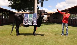 5º Leilão Genética de Berço traz lotes especiais de gir e girolando