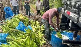 Mesmo com queda da cana, valor da produção agrícola cresce 13,9% em AL