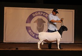 2º Leilão Pé na Areia fatura R$ 169 mil na venda de 21 lotes