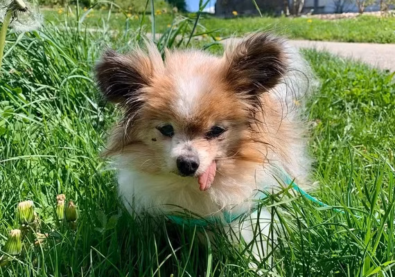 Cachorro 'mais velho do mundo' morre aos 30 anos na França