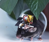 China cria monitor cerebral ultraleve que capta imagens de todo o córtex