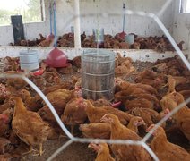 Coopcaf consolida produção de ovos caipira na agricultura familiar