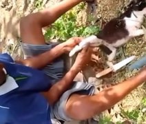 Suspeitos de vender carne de gato no interior de Alagoas são procurados pela PC