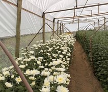 Colheita inédita de crisântemos reforça potencial da Zona da Mata para a floricultura