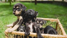 Feira de Adoção será realizada em Maceió neste domingo (08)