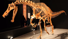 Alemanha devolverá fóssil de dinossauro brasileiro