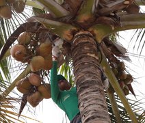 Coopaiba consolida ritmo industrial