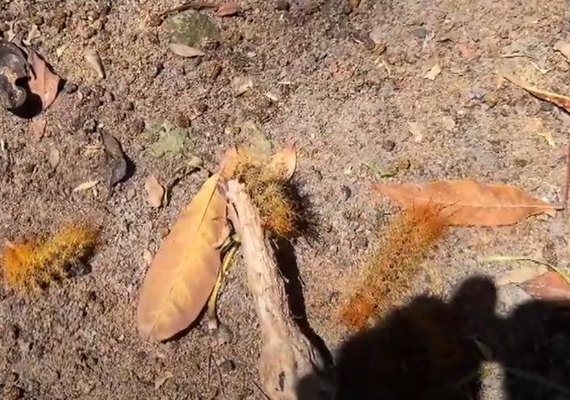Infestação de lagarta de fogo no Vera Arruda; biólogo explica fenômeno