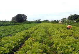 CMN prorroga parcelas de crédito rural a afetados por seca no Nordeste