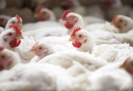Avicultura de corte ganhará projeto de integração