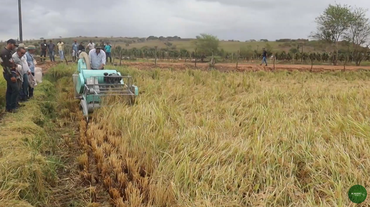 Produção de arroz cresce em Igreja Nova com apoio da Embrapa e Governo