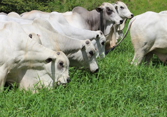 Tourama SMP já vai pronta para reprodução
