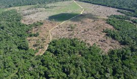 Ibama e AGU bloqueiam bens de pecuarista por danos na Amazônia