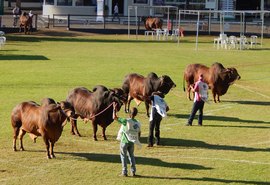 Raça Sindi retorna à Expoagro-AL em 2023 e terá julgamento inédito