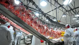 Exportações de carne de frango tendem a crescer 6% este ano