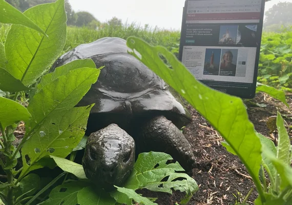 FAKE: é falsa a notícia de que tartaruga mais velha do mundo morreu