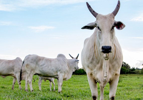 Confira as tendências para o mercado do boi gordo