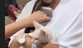 VÍDEO: Mulher defende gato que foi agredido com chute no Pará