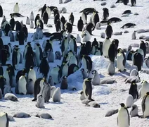 Fezes de pinguins revelam impactos do clima na Antártida