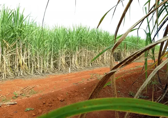 Cenário de redução é previsto para a safra 25/26