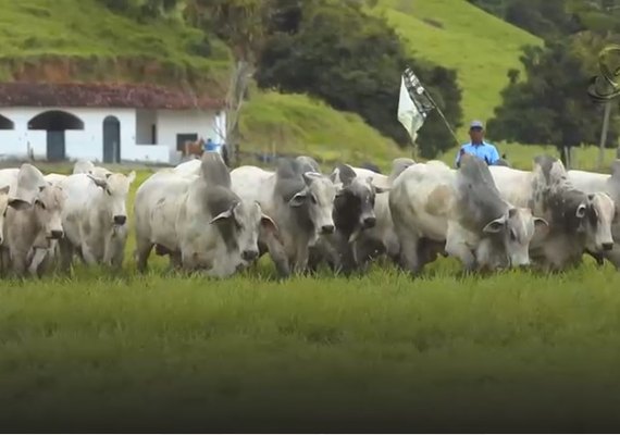 Leilão Nelore Positivo fará ponto de encontro na Expoagro 2020