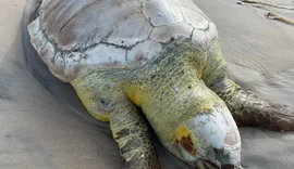 Tartaruga-cabeça é encontrada morta na Praia do Sobral, em Maceió
