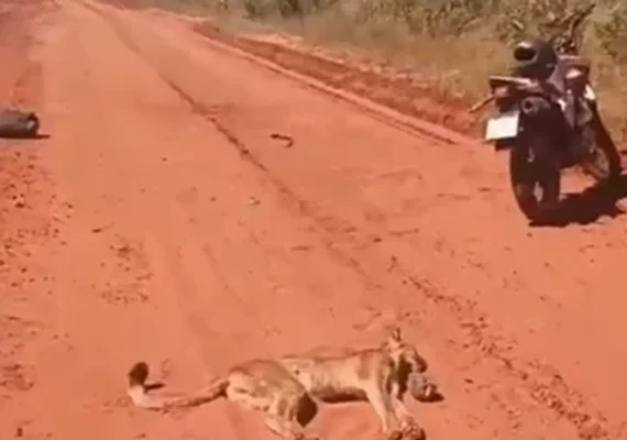 Onça-parda morre após saltar contra motociclista em rodovia