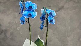 Confira as flores ideais para presentear no Dia dos Pais