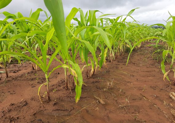 Queda externa e colheita no Brasil pressionam cotações do milho