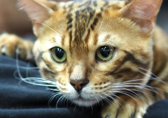 Simba, Nala e mais: ideias de nomes para gatos fãs da Disney