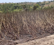 Nova variedade de cana resiste a período seco e se destaca em Alagoas