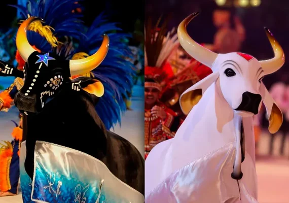 Festival Folclórico de Parintins opõe bois Caprichoso e Garantido depois de união inédita no BBB