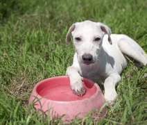 Confira dicas de cuidados com pets durante o verão