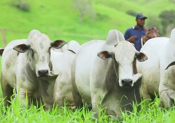 Vendas do Mega Touros SMP registra 18% de crescimento