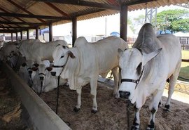 Expoagro/AL tem programação para todo setor