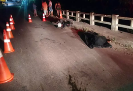 Motociclista atropela cavalo e morre em trecho da AL-465