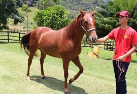 7º Alagoas Quarter Horse acontece nesta quinta (10)