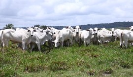 Nelore Positivo oferta 170 bovinos nessa terça-feira