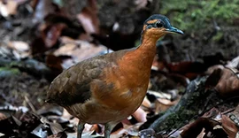 Nova espécie de ave na Amazônia chama atenção por semelhança com dodô: conheça a sururina-da-serra