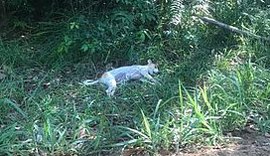 Fio de alta tensão caído pode ser causa da morte de dois cachorros em Guaxuma
