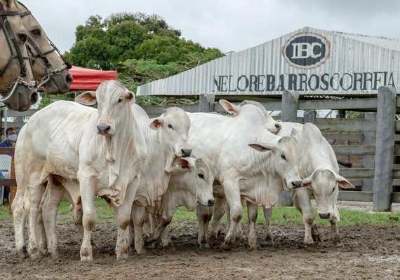 IBC  tem variedade para a pecuária