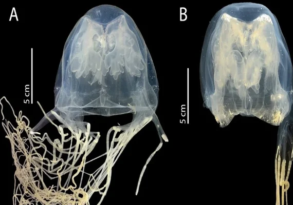 Cientistas descobrem nova espécie de água-viva com veneno mortal