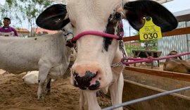 Secretaria de Agricultura prepara programação para a 41ª Expo Bacia Leiteira