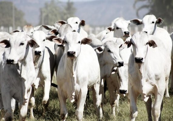 Estudo de Associação em Mato Grosso busca reduzir tempo de abate de gado com melhor resultado