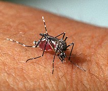 Dengue: conheça os principais sintomas e saiba como se proteger