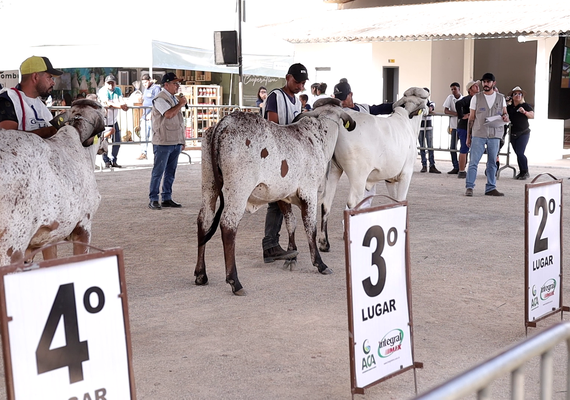 Expo Bacia Leiteira 2025: julgamento de animais destaca superioridade genética dos rebanhos da Bacia Leiteira Alagoana
