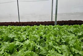 Reuso de solução nutritiva reduz custos na produção de hortaliças