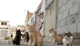 Cresce o abandono de animais em bairros afetados pela mineração e preocupa órgãos responsáveis