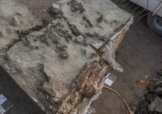 Arqueólogos encontram cão neolítico enterrado com adaga em ritual de 5.000 anos atrás